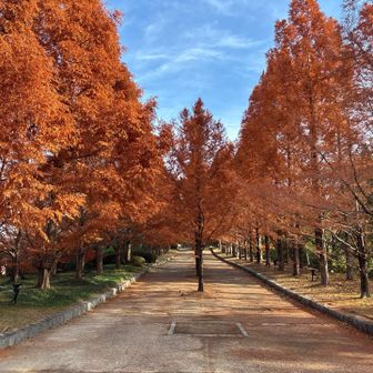 森林植物園　メタセコイヤ並木
