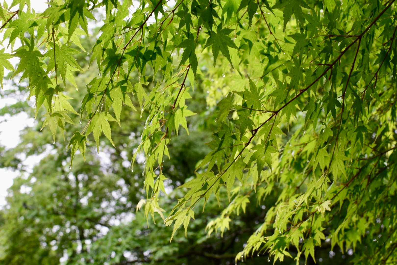 雨上がりの青もみじも
綺麗ですね

なんとか無事降りてこれました。
お疲れ様でした。