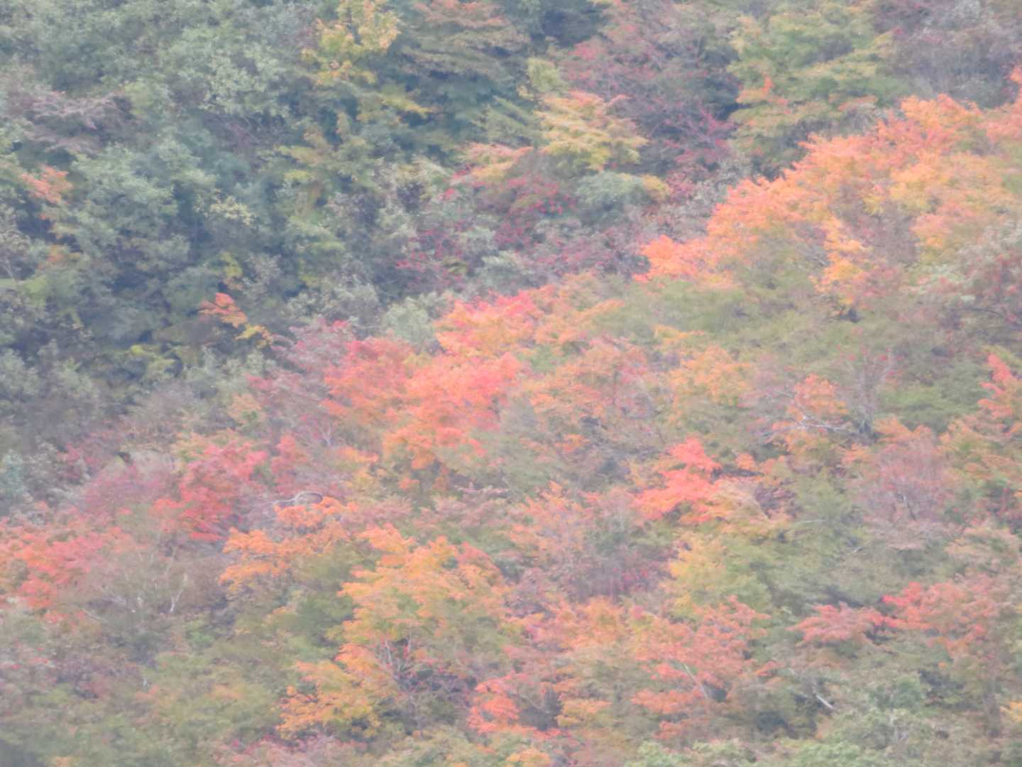 夏山登山道コースの写真