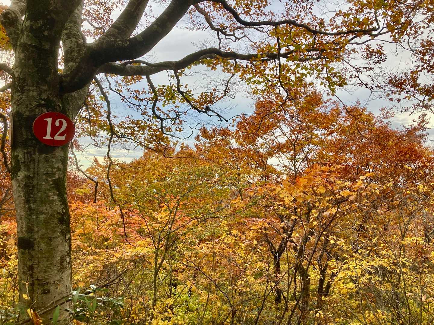 三光の宮-御所神社-  往復コースの写真