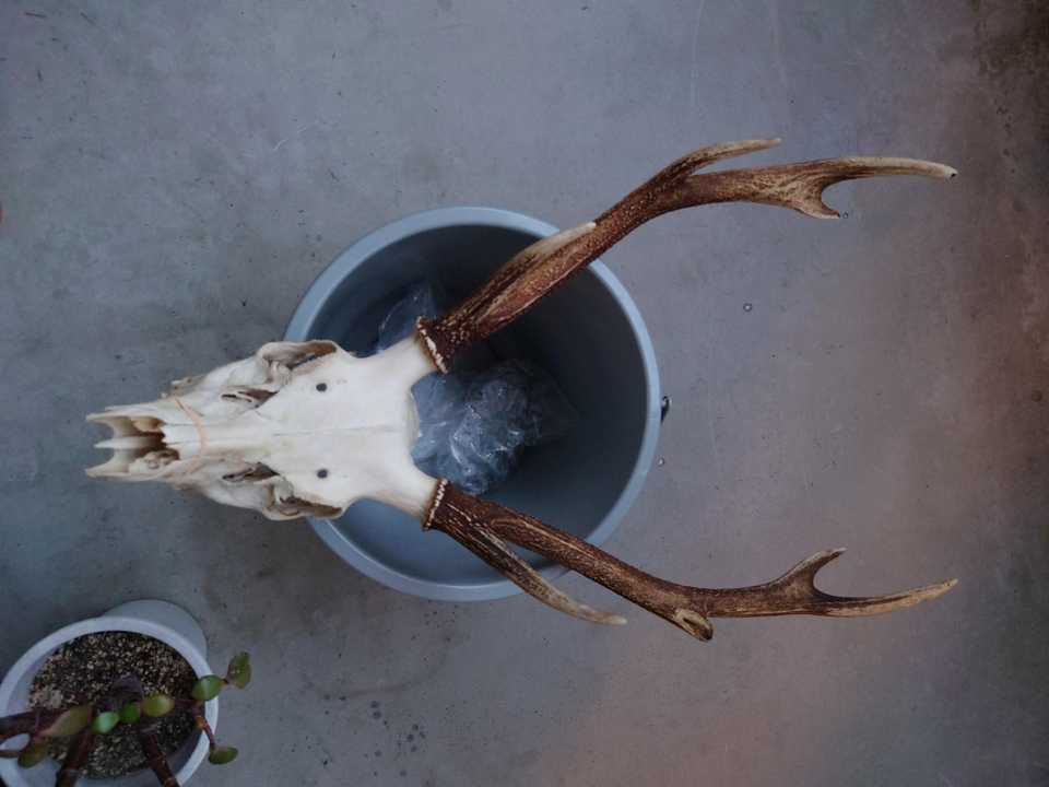 先日の白鳥山で拾った角付きの鹿の頭蓋骨、 / ちゃんすさんの