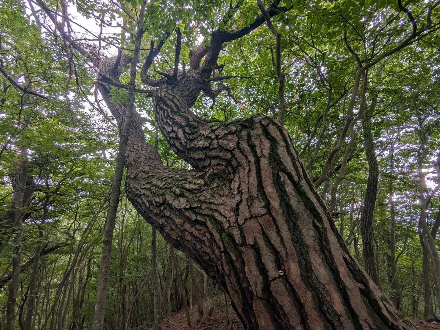 剣山の山頂近くにある大きな木🌳