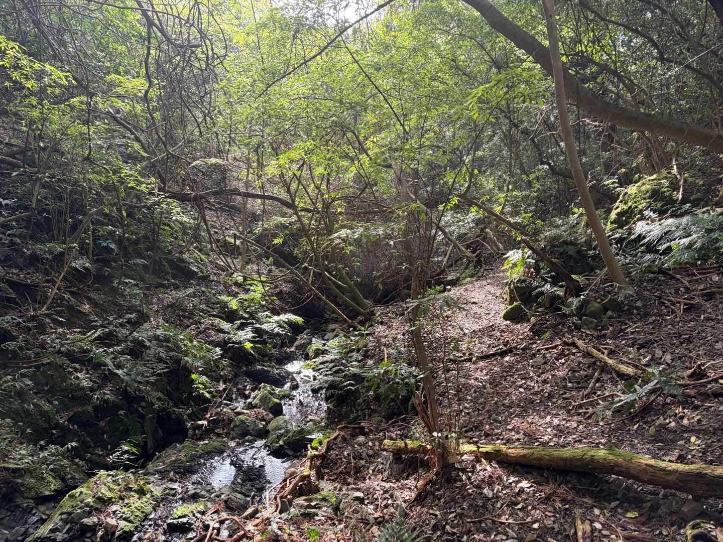 急な降り滑るわー
山道が広くて暗くなったら迷いそう
ピンテを見失わない様に