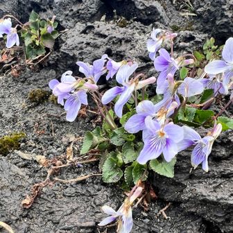 スミレってかわいい🩷のに
すごくたくましいのね
荒地にもめげずに健気に咲き誇ってます