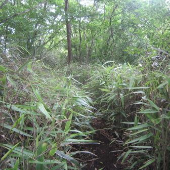 所々草ボウボウになっている(^_^;)