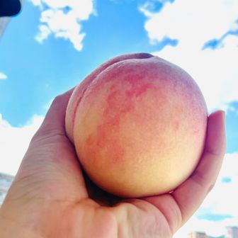 🍑白桃女王👑