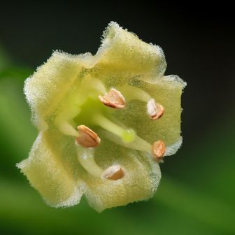 ③ ホオズキ兄弟次男のハダカホオヅキ🌼