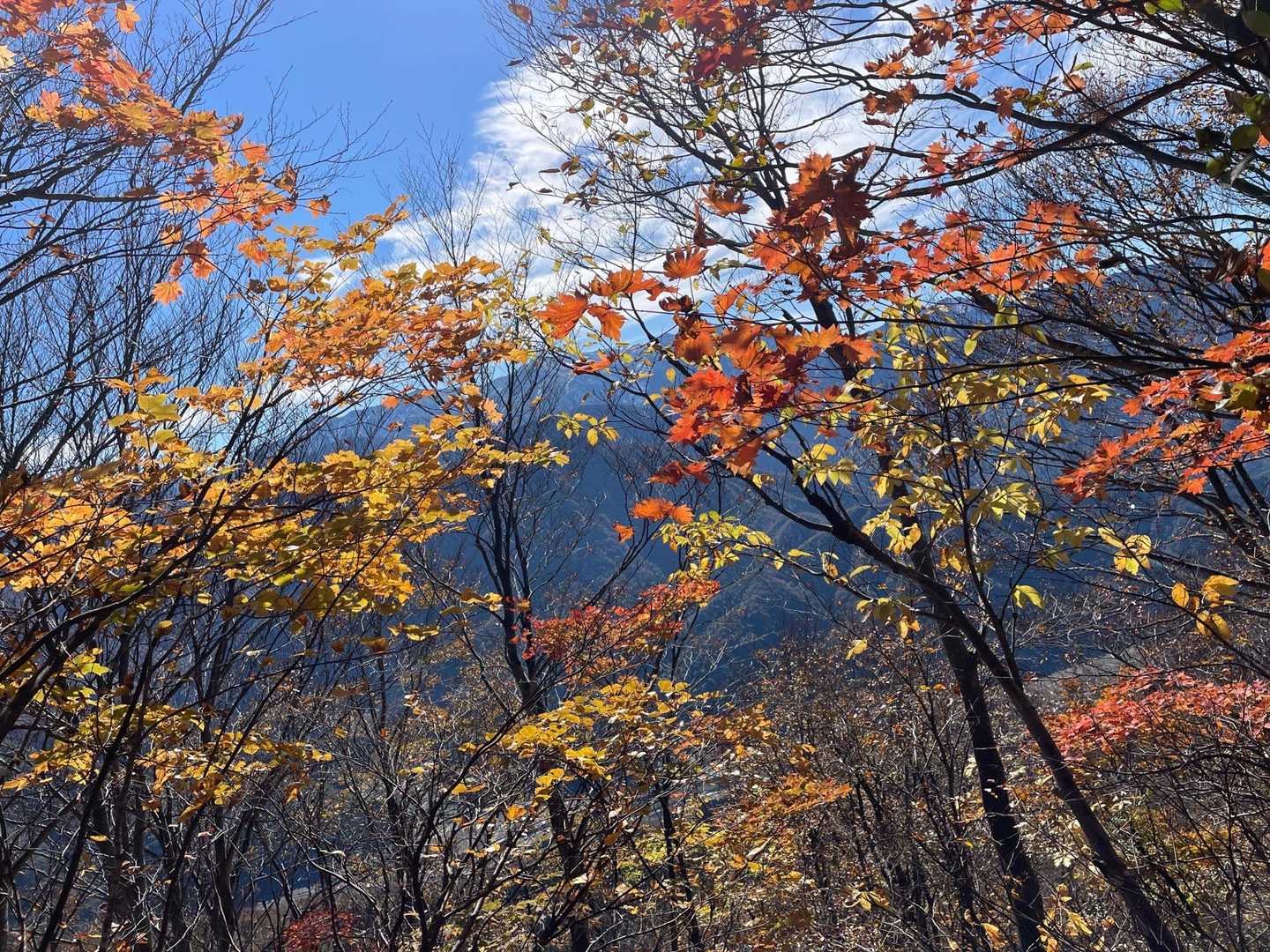 高倉山 往復コースの写真