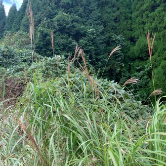 ススキはまだまだです
