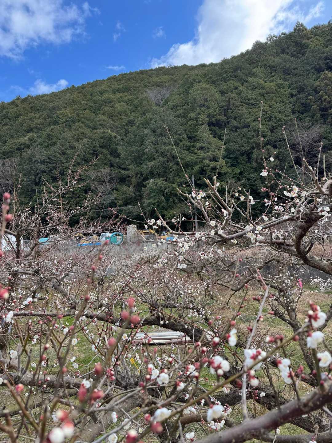 和歌山と言えば梅ですね