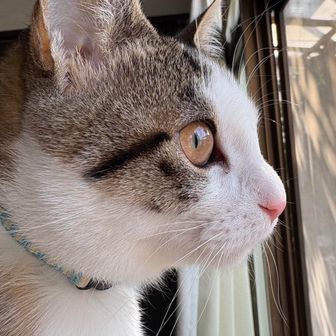 はつみん