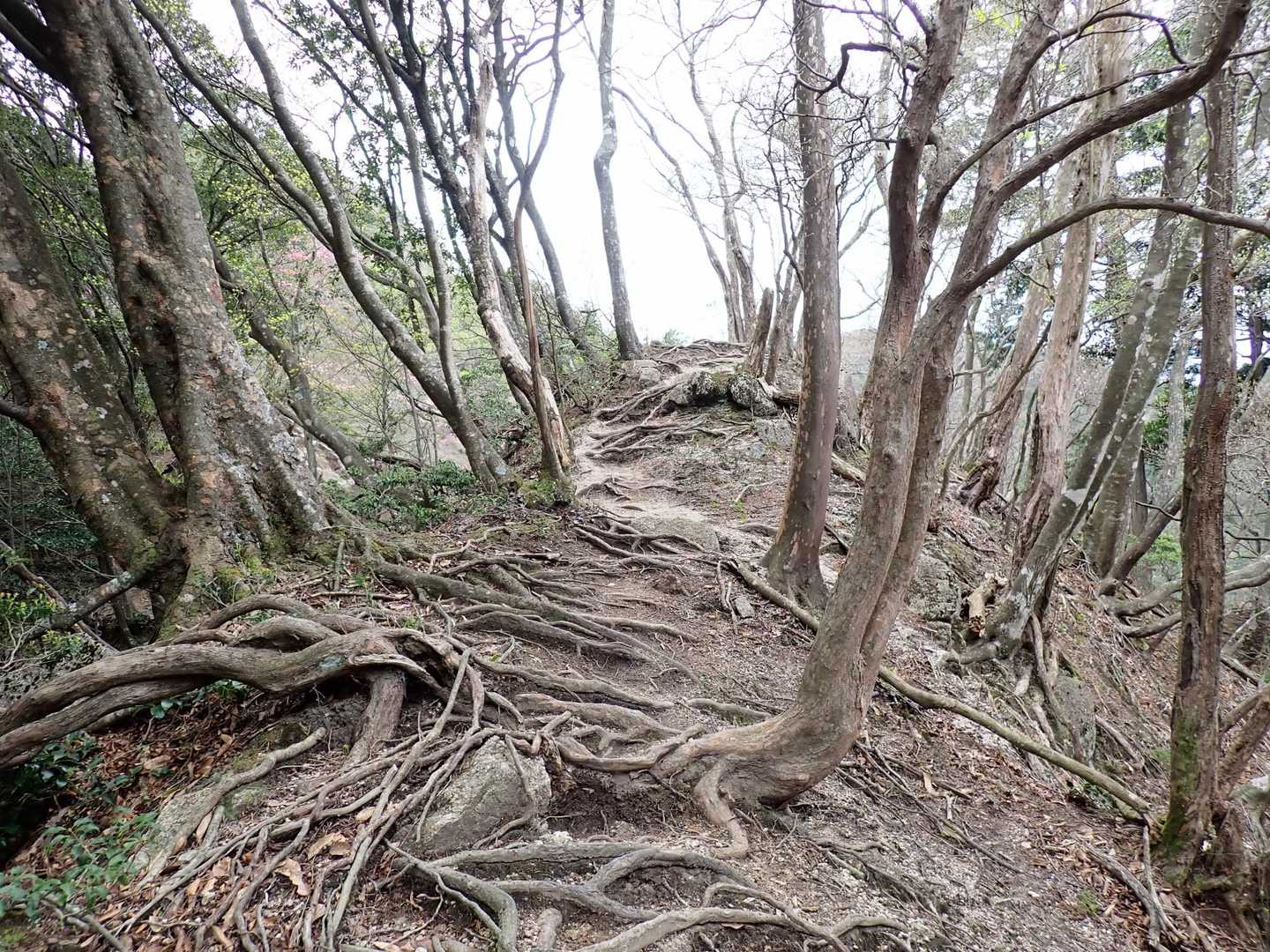 
木の根だらけの痩せ尾根