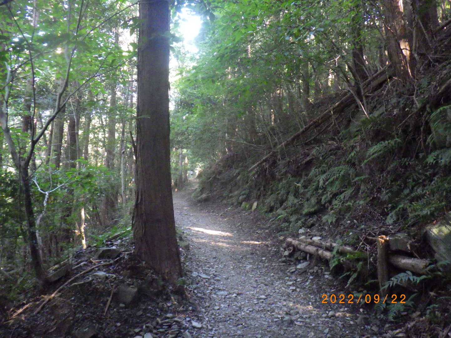 しかし、大平山、なかなか気持ちいい径である。