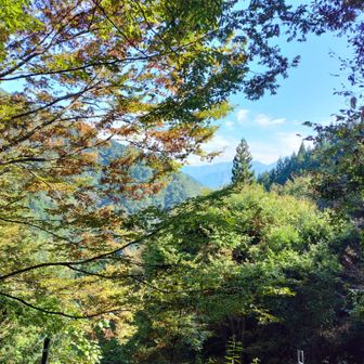 紅葉はもう少し先ですね