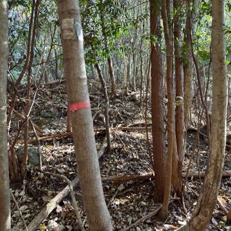 最初のピンテ発見