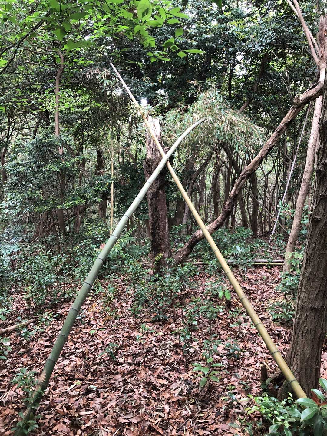 ココを吉野山山頂とします⛰
眺望はありません😌