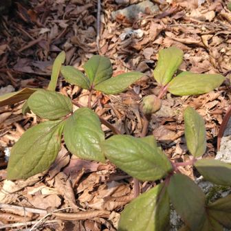 ヤマシャクもありました。