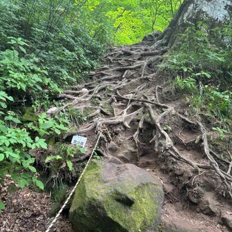名物根っこ階段