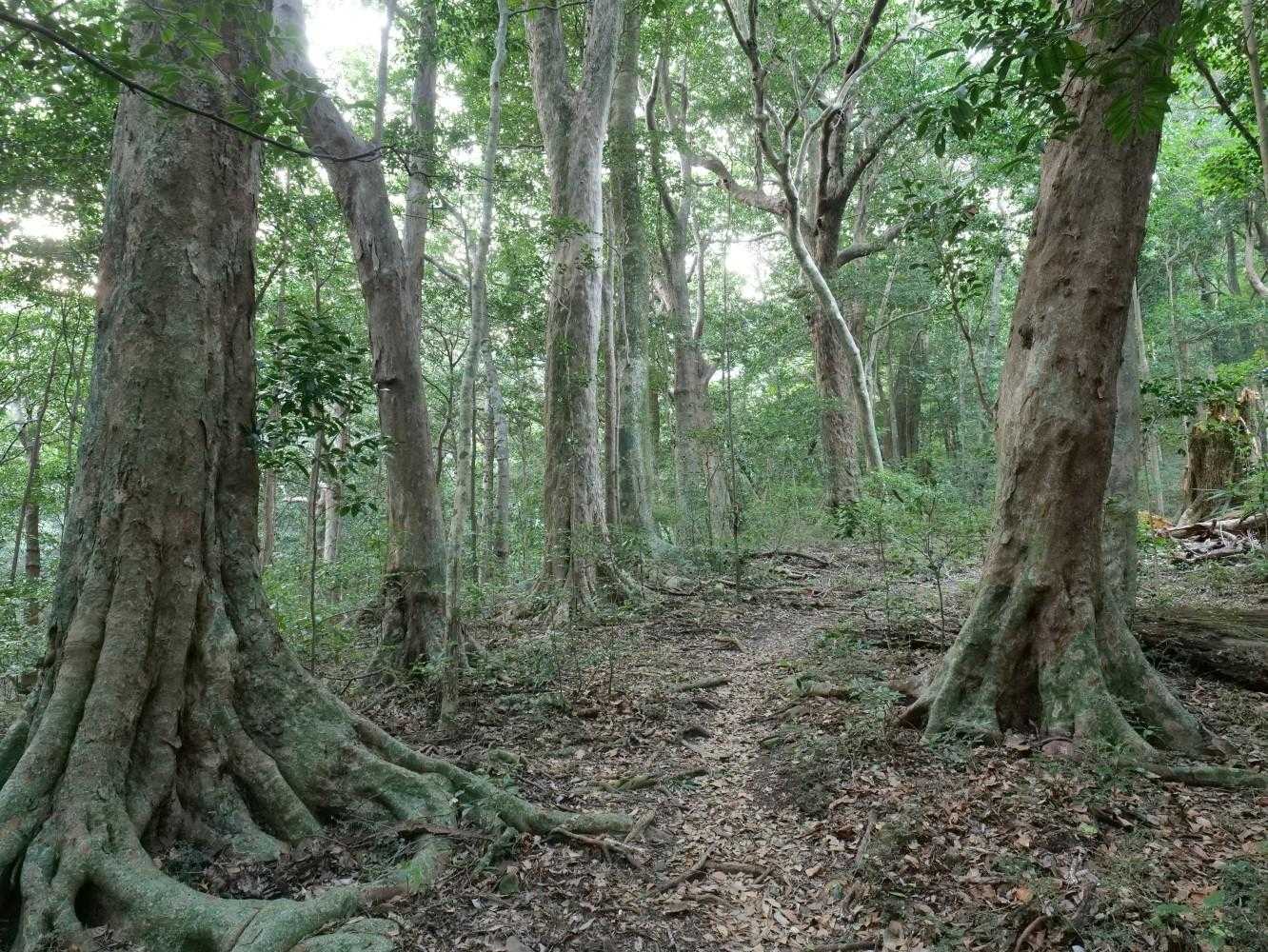 予定していた有明山は🅿️がよく分からず諦め、行き当たりばったりで竜良山をチョイス。
原生林か？長い時間を感じさせる美しい森。