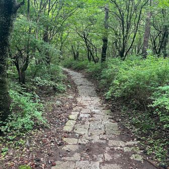 森の中は無風🌳