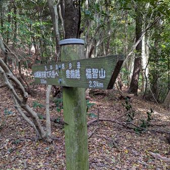 ここらへんから１時間あとにスタートしたトレランの方々に追い越される。
ありえないスピードで登りを走っていく😱
やばすぎる