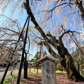 樹齢400年の枝垂桜🌸