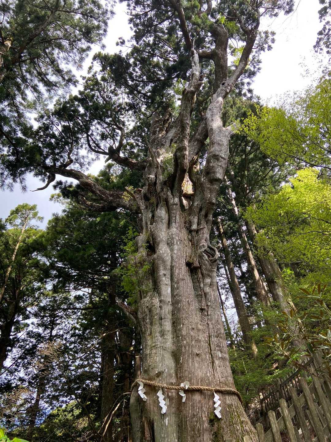 神代杉は枝も凄くて神々しいです😊
パワーを頂きました