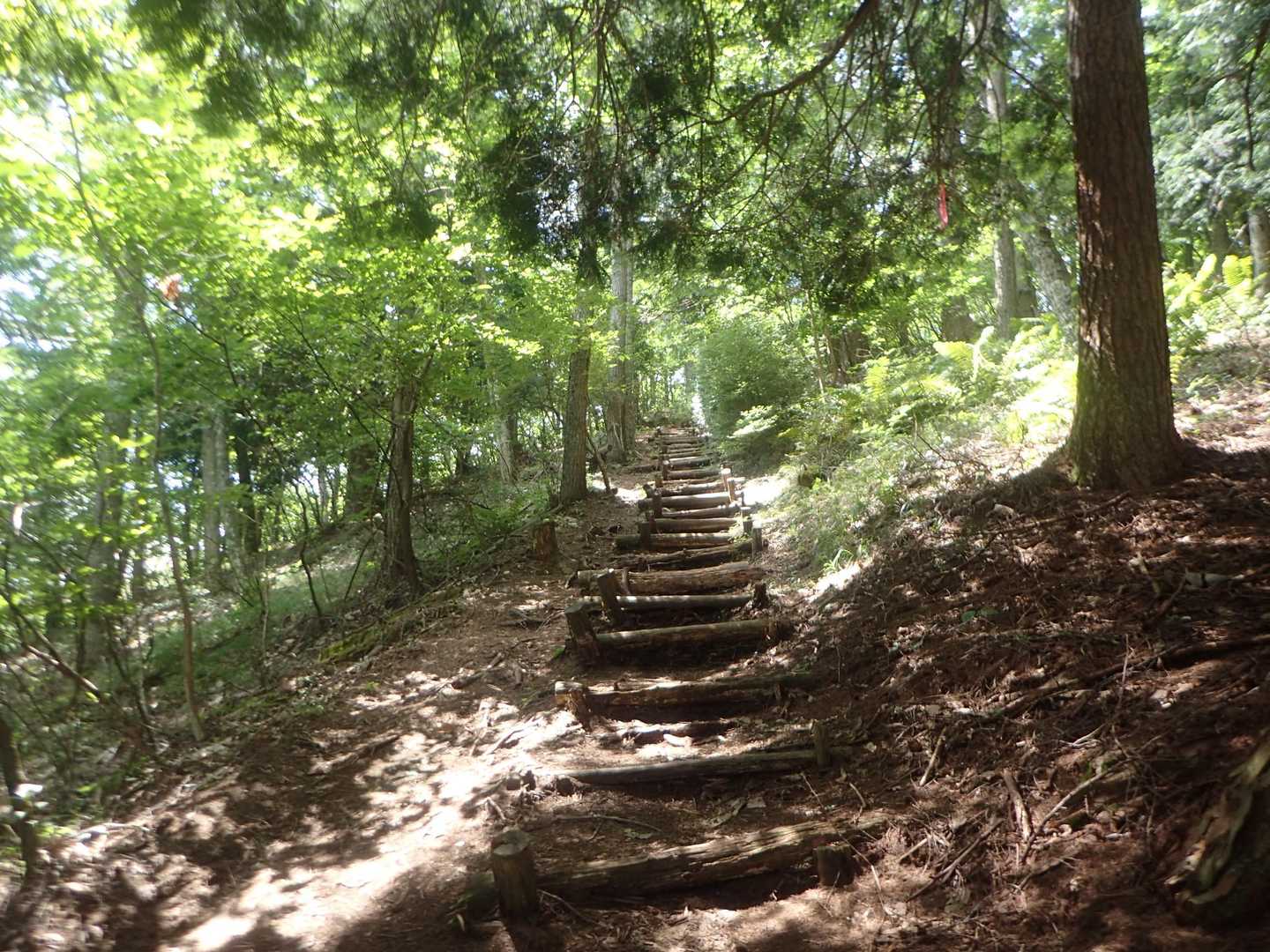 大見山 往復コースの写真