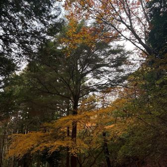 癒しポイント⭐