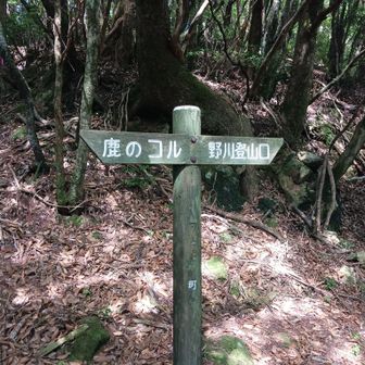 下山は鹿のコルへ