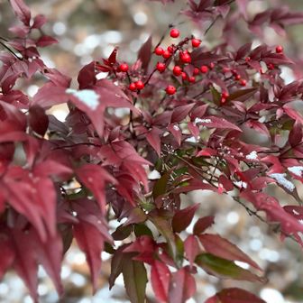 ナンテンきれい