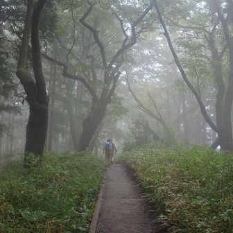 幻想的な木道