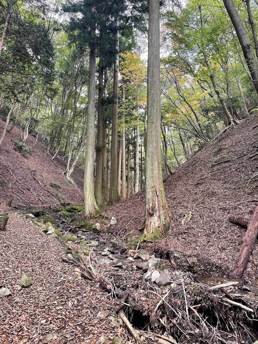 杉が整列してます　かっこいい