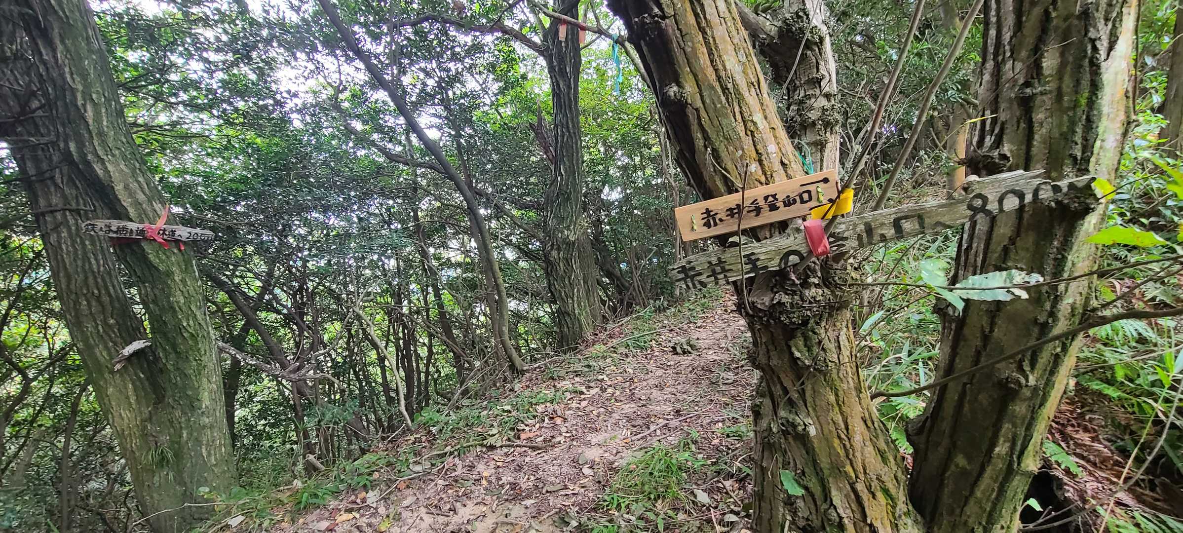 井野山 周回コースの写真