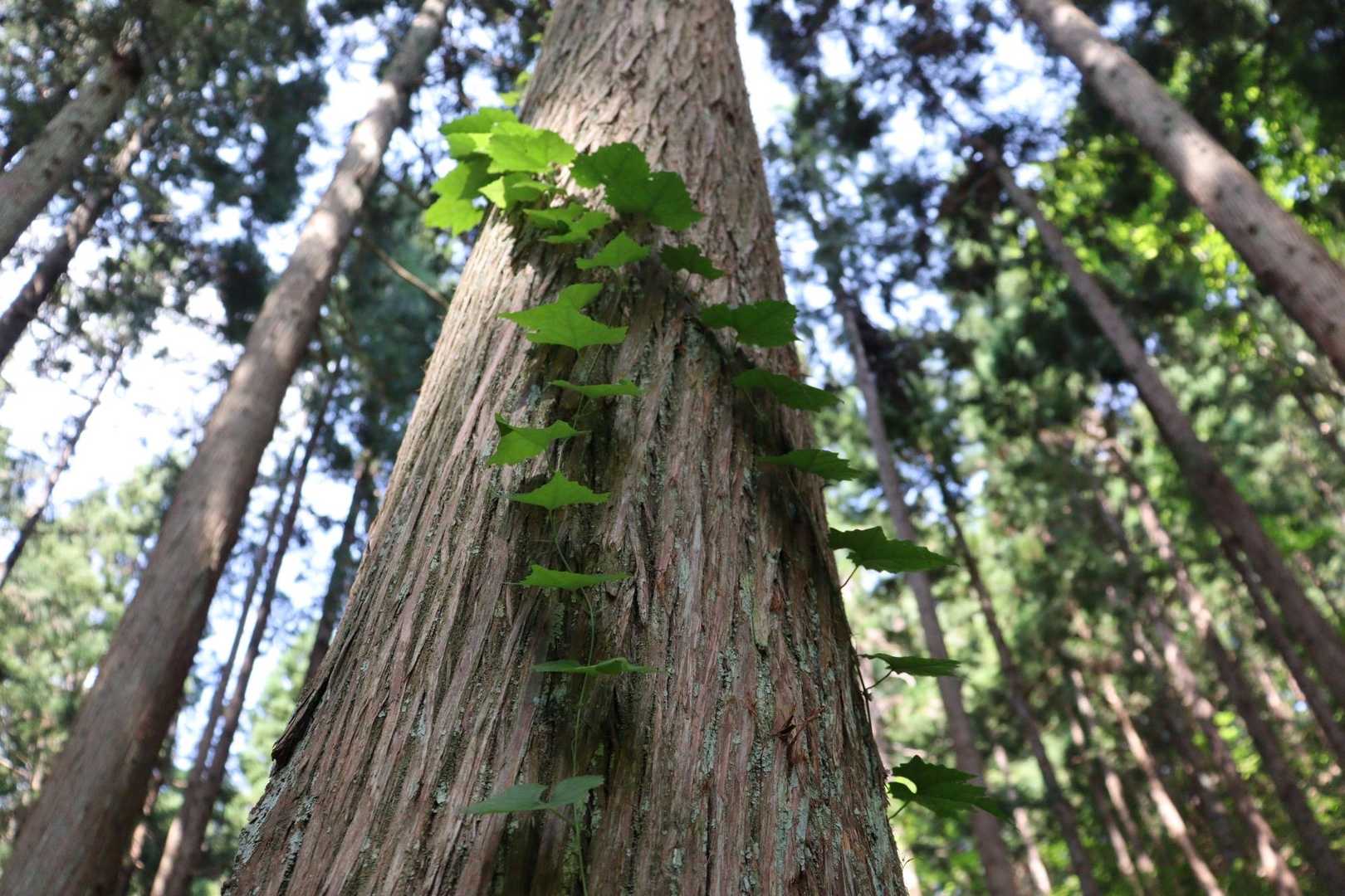 水晶山神社-水晶山 往復コースの写真