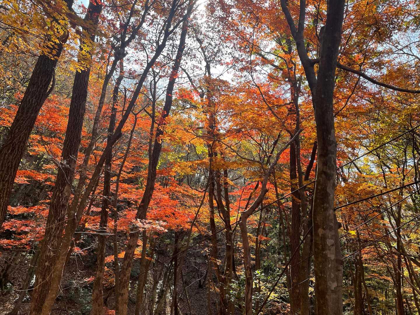 なんと美しい🍁