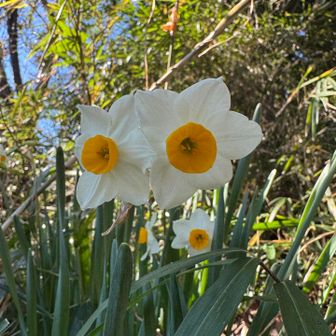 なんかこのスイセン

メガネ？なんかの顔にみえる

ポケモンのデリバードということにしておこう