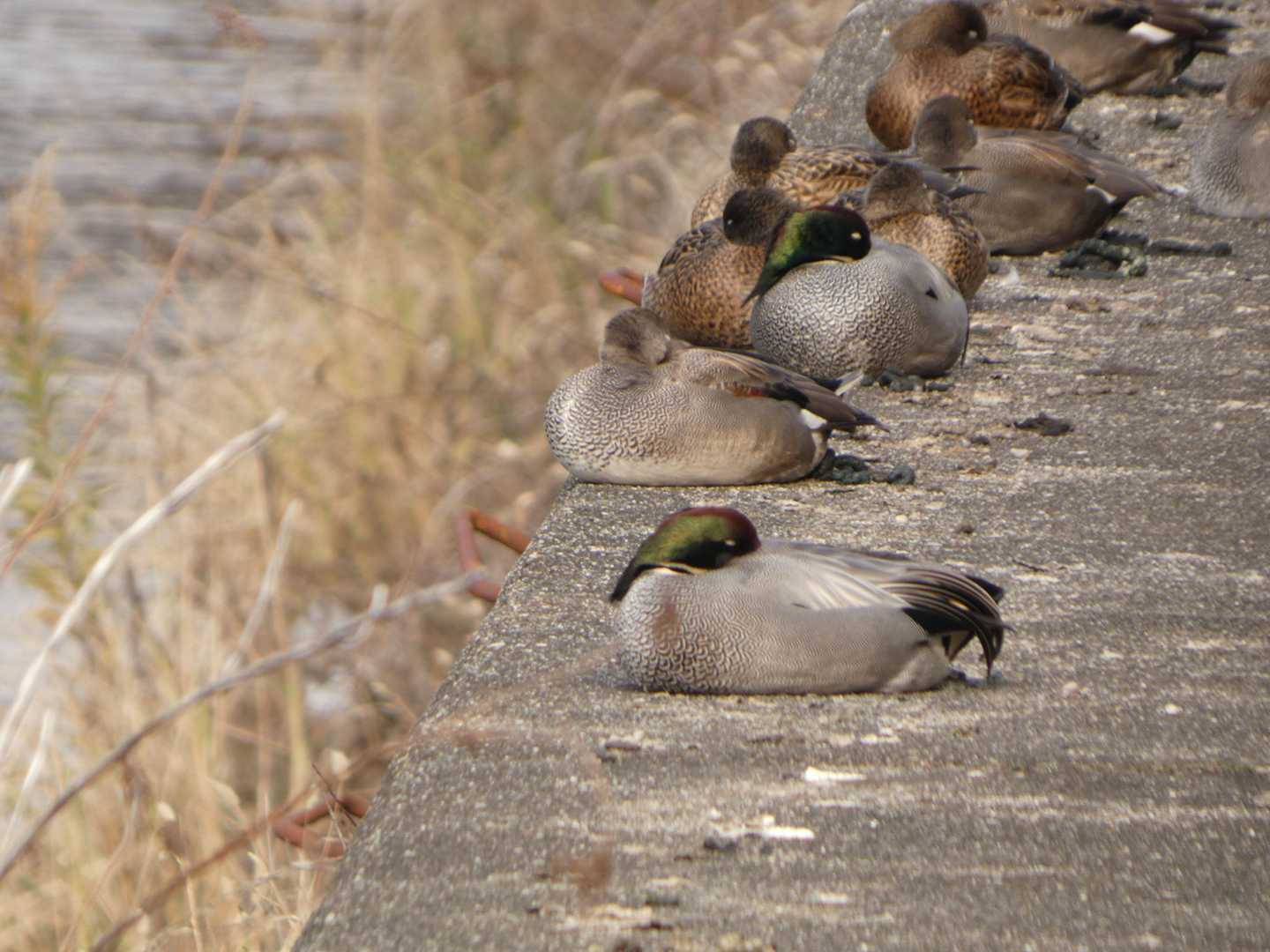 今年もガンカモ調査🦆 / ばーどさんの大阪市の活動データ | YAMAP / ヤマップ