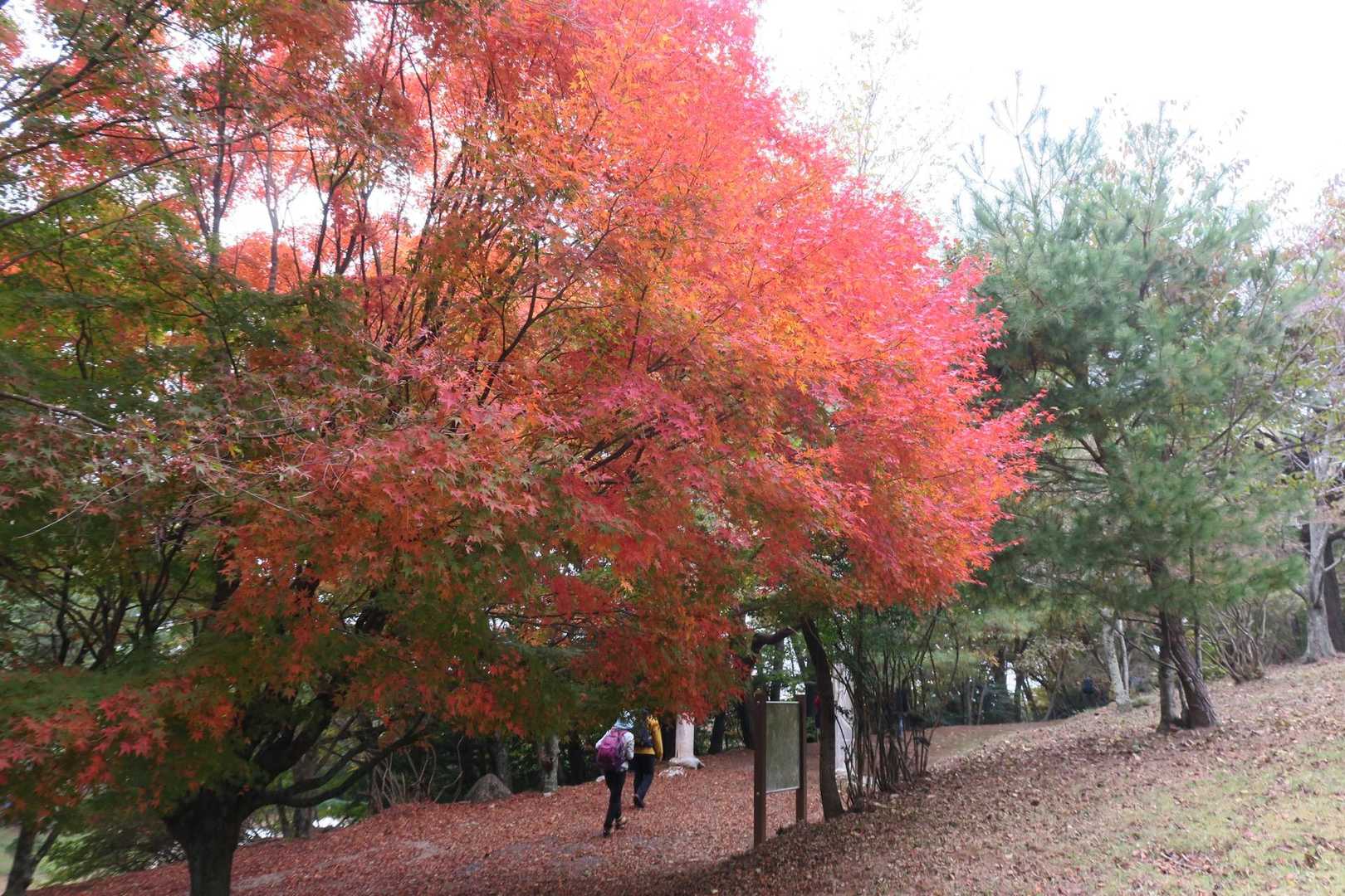 紅葉🍁もまずまずです👍