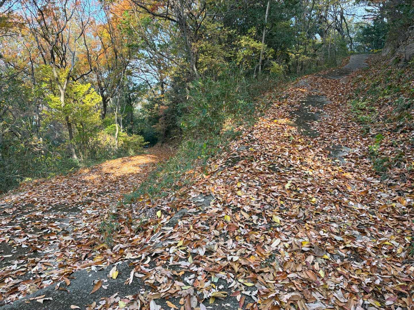 紅葉樹の落ち葉が積もるつづら折りの舗装路を登って行く
