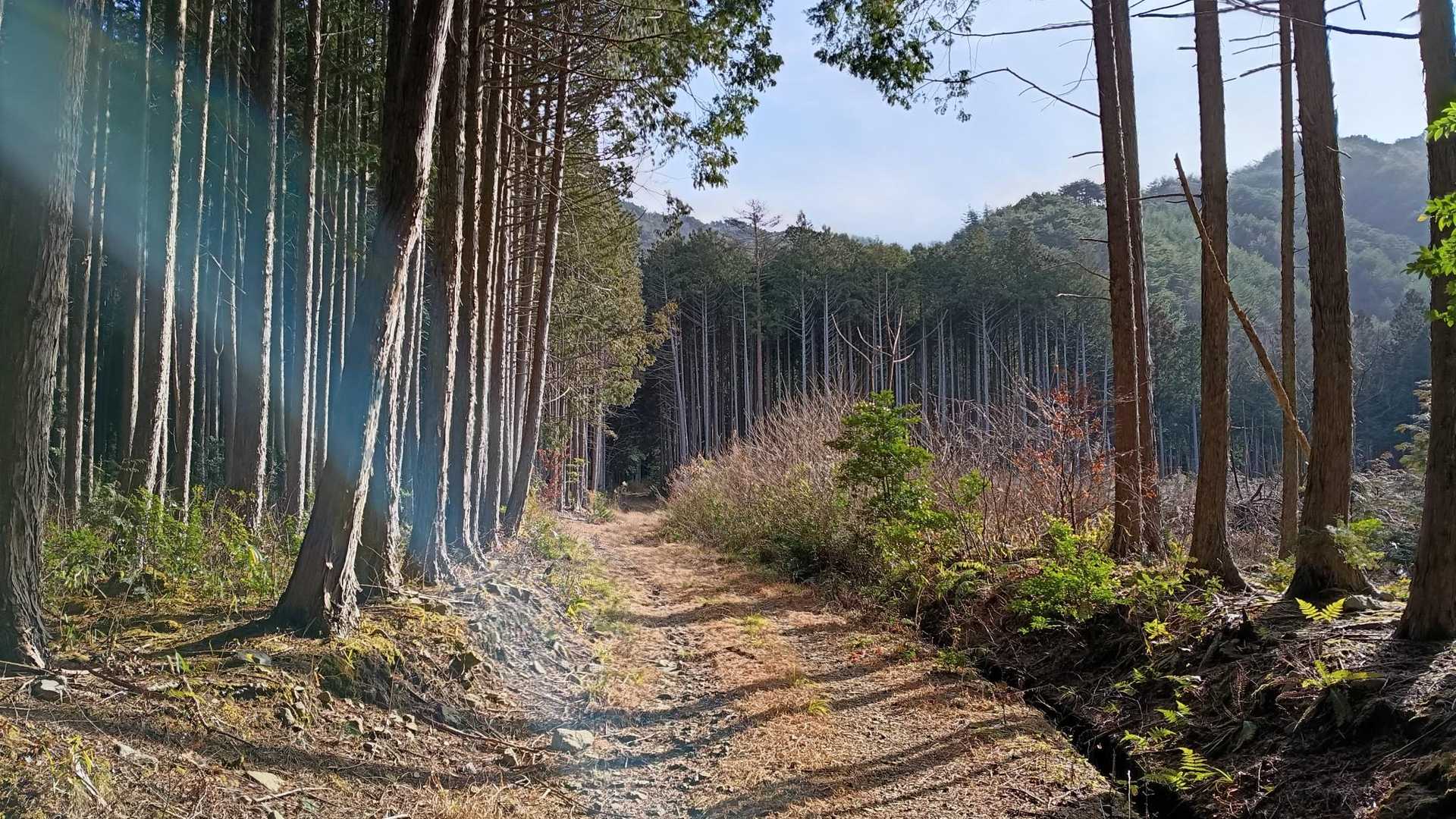 朝は気持ちいい。遠くでドラミングの音が聞こえる