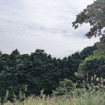 物見山からの眺望は…ない。