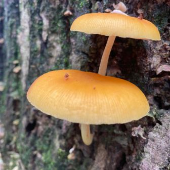 ベニヒダタケは美味しいんだけど、痒くてそれどころじゃなかった