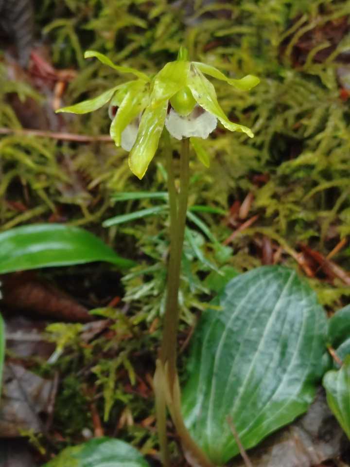 植物図鑑〜イチョウラン ラン科イチョウ / EIGERさんのモーメント