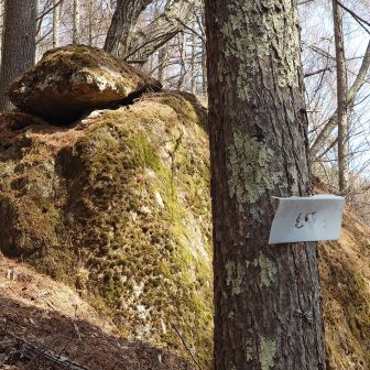 亀石

ここから見れば 亀に見える🐢…かな

ラピュタのロボット兵士を連想した