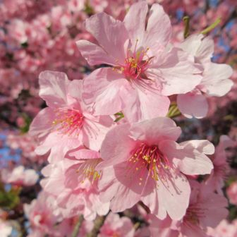 こもれびウォーカー