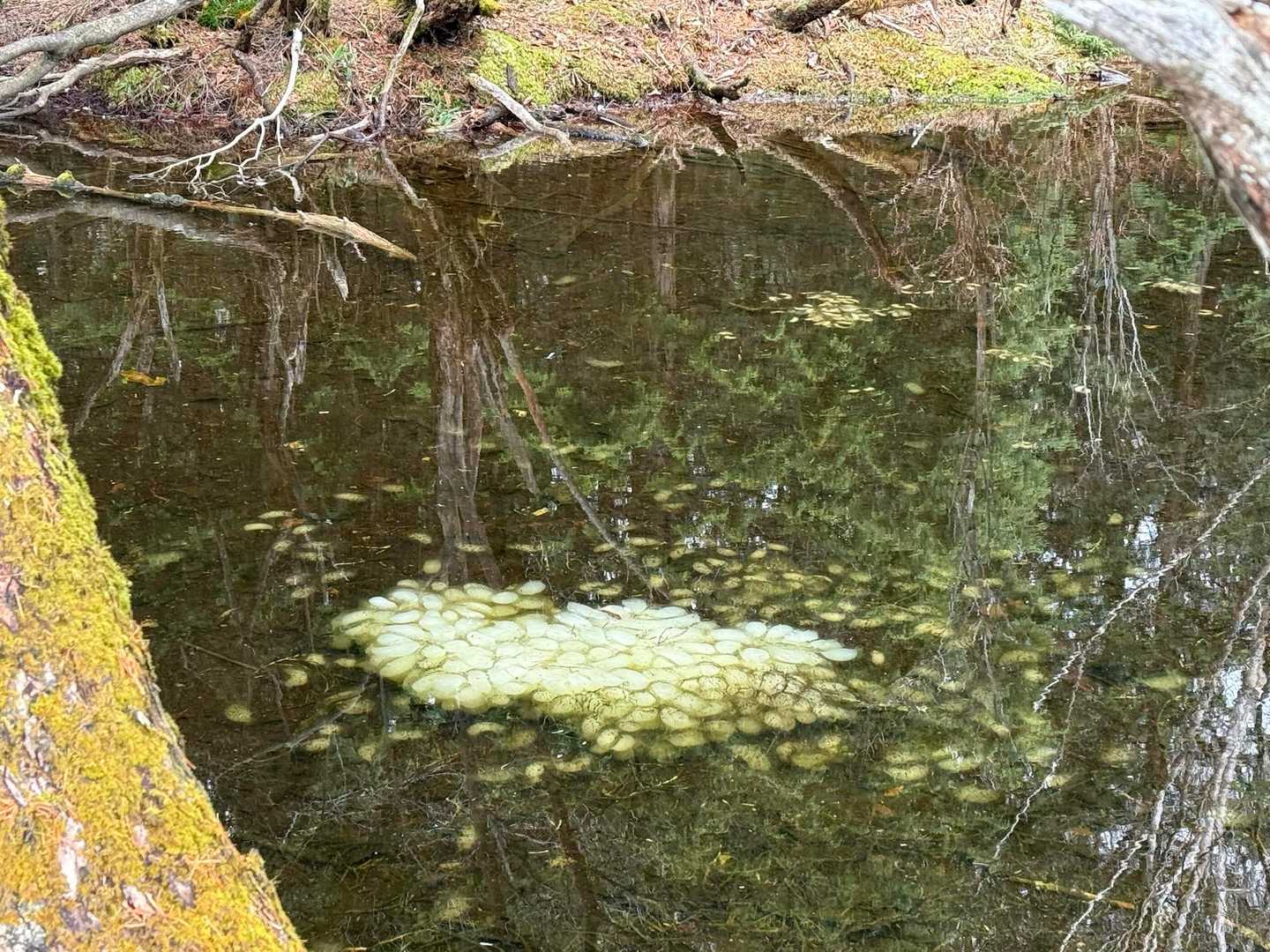 大量ーに生まれますね