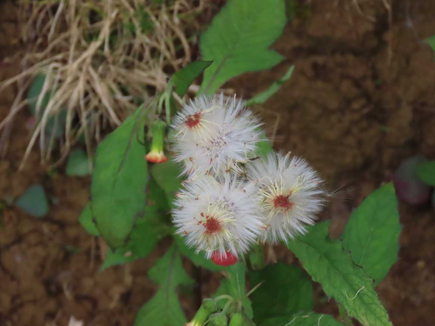 花の様