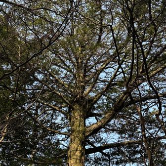 説明して頂いたが帰宅したら、失念…💦
(メイさんから連絡頂き…🙇‍♀️)
特別な木  「イチイ」の木
イチイ(一位)はその名の通り「一位」の官位を授けられた由来を持つ、非常に縁起の良い樹木…🌲
＊  飛騨のイチイで作った笏(高官や神主が持つ木の板)の出来が大変良かった為、仁徳天皇が当時の最高位「正一位」を授けたという逸話から名付けられた。