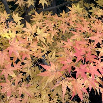 グラデーションが綺麗